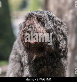 Bouvier des Flandres Banque D'Images