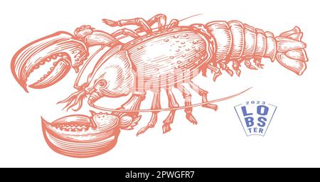 Homard, fruits de mer. Animal aquatique crustacé de style gravure vintage. Illustration du vecteur d'esquisse Illustration de Vecteur