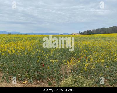 Champ de colza jaune en fleur sur un paysage simple avec ciel nuageux lumineux scène agricole printanière Banque D'Images