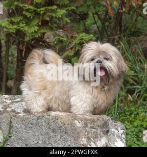 Shih Tzu Banque D'Images