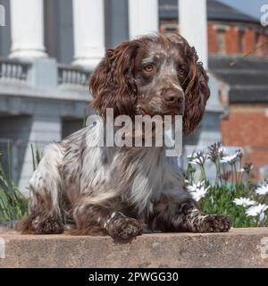 Sprocker spaniel Banque D'Images