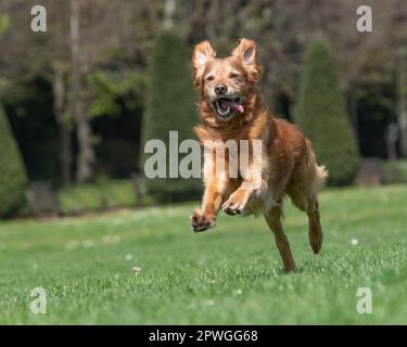 Golden Retriever en route vers l'appareil photo Banque D'Images