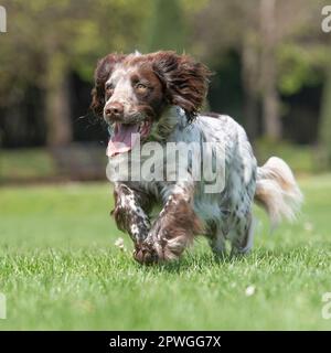 Sprocker spaniel courant dans le jardin Banque D'Images