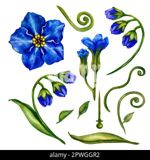 Belle aquarelle à la main Forget-me-nots pour mariage, fête des mères, fête des pères, femmes, s Day, Saint-Valentin, fête d'anniversaire, de printemps et d'été Banque D'Images