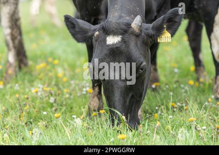 vaches laitières, pâturage Banque D'Images