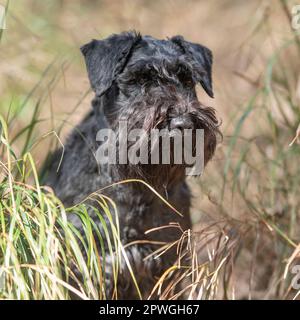 Schnauzer mini Banque D'Images