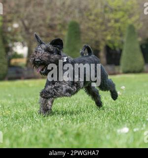 mini schnauzer en route vers l'appareil photo Banque D'Images