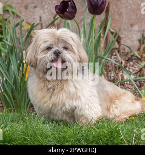 Shih Tzu Banque D'Images