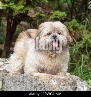 Shih Tzu Banque D'Images