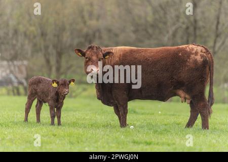 Ruby North Devon vache et veau Banque D'Images