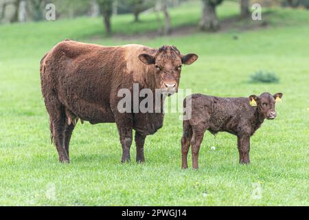 Ruby North Devon vache et veau Banque D'Images