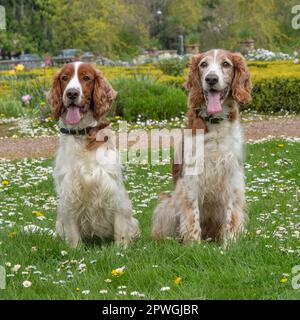 deux smaniels springer gallois Banque D'Images