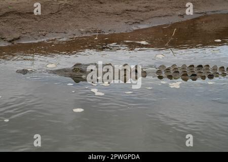 Crocodile américain (Crocodylus acutus), rivière Tarcoles, Costa Rica Banque D'Images