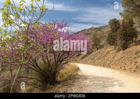 Paysage avec Cerdis siliquastrum, communément connu sous le nom d'arbre Judas dans la chaîne de montagnes de Barcelone. Mont Tibidabo Banque D'Images