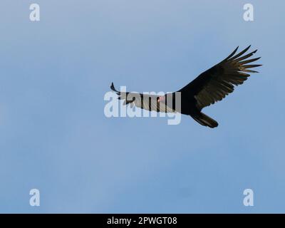 La vautour de la Turquie en fuite. Rivière Tarcoles, Costa Rica Banque D'Images