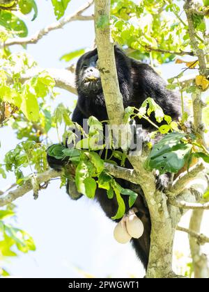 Hurler mâle (Alouatta palliata), Réserve naturelle de Cabo Blanco, Costa Rica Banque D'Images