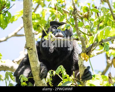 Hurler mâle (Alouatta palliata), Réserve naturelle de Cabo Blanco, Costa Rica Banque D'Images