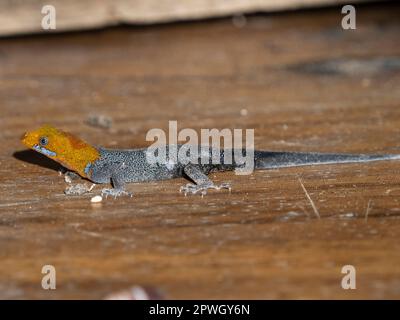 Gecko à tête jaune (Gonatodes albogularis), Réserve naturelle de Cabo Blanco, Costa Rica Banque D'Images