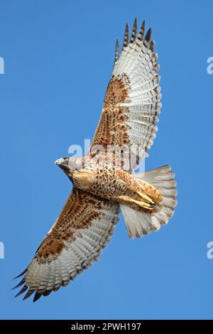 Une buse variable, Geranoaetus Polyosoma, survolant le cap Pembroke dans les îles Falkland. Banque D'Images