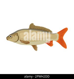 Illustration de dessin animé de poisson de carpe d'eau douce. Hareng, maquereau, dorade, poisson-chat, sardine, flétan, anchois isolé sur fond blanc. Fruits de mer Illustration de Vecteur