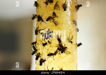 Ruban adhésif d'insecte collant avec mouches mortes sur fond flou, gros plan Banque D'Images