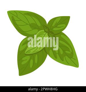 Illustration vectorielle de feuilles et d'herbes au basilic. Plantes épicées, persil, romarin, coriandre, origan, menthe sur fond blanc Illustration de Vecteur