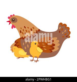 poulet de mère de soin avec poussins, illustration de vecteur plat d'animal de ferme. Animal domestique isolé sur fond blanc Illustration de Vecteur