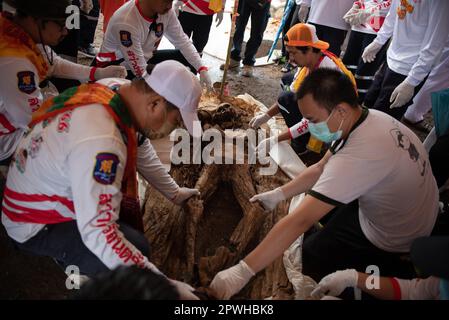 Saraburi, province de Saraburi, Thaïlande. 30th avril 2023. Les volontaires nettoient les squelettes humains. Dans la tradition d'exhumer les morts qui ont été enterrés pendant très longtemps organisé par fondation charitable selon les croyances religieuses du peuple thaïlandais chinois à un cimetière, route Phahonyothin, province de Saraburi (environ 90 kilomètres au nord de Bangkok) le dimanche 30 avril 2023. Crédit : ZUMA Press, Inc./Alay Live News Banque D'Images