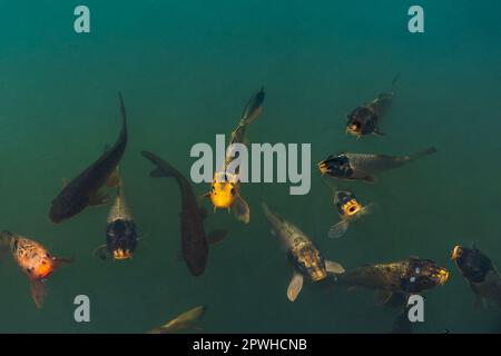 groupe de poissons de carpe affamés regardant vers le haut et nageant dans l'étang ou le lac Banque D'Images