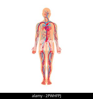 Système circulatoire, muscles et os dans l'illustration du vecteur du corps humain. Homme de dessin animé avec structure anatomique isolée sur fond blanc Illustration de Vecteur