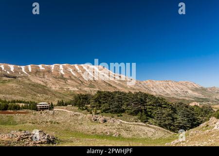 Forêt de Cèdre et Mont Liban, Cèdre du Liban, Cèdres de Dieu, vallée de Kadisha, Bsharri (Bsharre), Liban, Moyen-Orient, Asie Banque D'Images