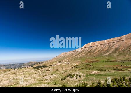 Vue lointaine de la forêt de cèdre, cèdre du Liban, Cèdres de Dieu, vallée de Kadisha, Mont Liban, Bsharri(Bsharre), Liban, Moyen-Orient, Asie Banque D'Images