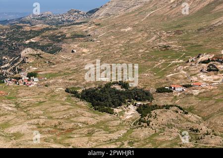 Vue lointaine de la forêt de cèdre, cèdre du Liban, Cèdres de Dieu, vallée de Kadisha, Mont Liban, Bsharri(Bsharre), Liban, Moyen-Orient, Asie Banque D'Images