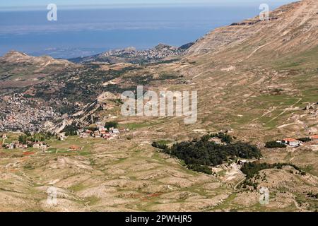 Vue lointaine de la forêt de cèdre, cèdre du Liban, Cèdres de Dieu, vallée de Kadisha, Mont Liban, Bsharri(Bsharre), Liban, Moyen-Orient, Asie Banque D'Images