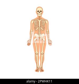 Muscles et os dans l'illustration du vecteur du corps humain. Homme de dessin animé avec structure anatomique isolée sur fond blanc Illustration de Vecteur