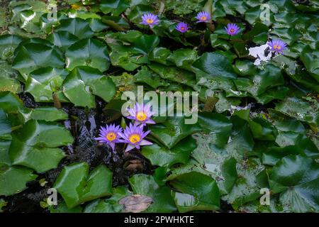 Nénuphars violets Nymphaea nouchali, Nymphaea stellata Banque D'Images