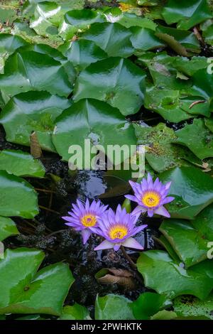 Nénuphars violets Nymphaea nouchali, Nymphaea stellata Banque D'Images