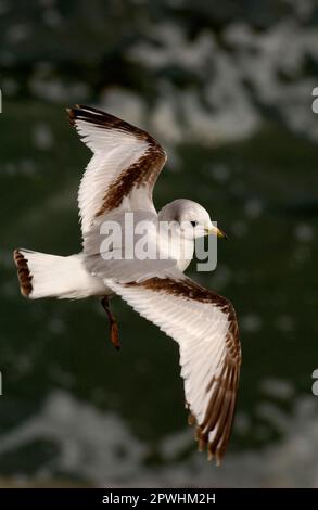 Kittiwake (Rissa tridactyla) juvénile, en vol, planant sur une forte amont en amont de la falaise côtière, Great Saltee, Saltee Islands, Irlande Banque D'Images