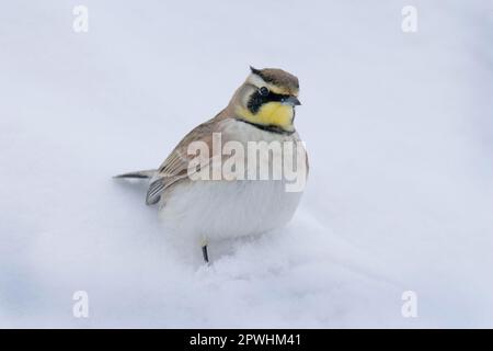 Lark de rivage (Eremophila alpestris), Larks de rivage, oiseaux chanteurs, animaux, oiseaux, Larks, Shore Lark Adult, debout sur utricularia ochroleuca (U.) (U.) S. Banque D'Images