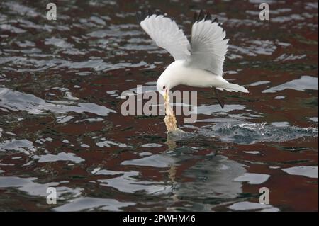 Larus tridactylus, Kittiwake, kittiwets (Rissa tridactyla), goélands, animaux, Oiseaux, Kittiwake adulte, en vol, se nourrissant d'abats de poissons lors de la pêche Banque D'Images