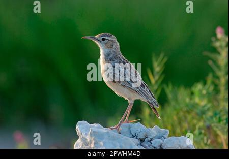 Larche à épi (Chersomanes albofasciata), larche de chant, oiseaux chanteurs, animaux, oiseaux, Larques, Lark à talon de pic adulte, Etosha, Namibie Banque D'Images