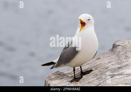 Larus tridactylus, Kittiwake, kittiwets, goélands, animaux, Oiseaux, Kittiwake à pattes noires (Rissa tridactyla) adulte, appelant, debout sur l'éperon rocheux Banque D'Images