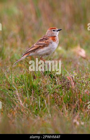 Lark à capuchon rouge (Calandrella cinerea), mâle adulte, dans un pâturage en amont, Kenya Banque D'Images