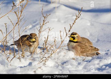 Shore Lark (Eremophila alpestris) deux mâles adultes, se nourrissant de graines dans la neige, Bosque del Apache National Wildlife refuge, Nouveau-Mexique (U.) S. A Banque D'Images