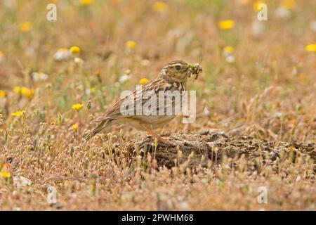 Woodlark (Lullula arborea) adulte, collectant des insectes dans son bec, Extremadura, Espagne Banque D'Images