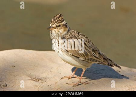 Le bois, le bois (Lullula arborea), les oiseaux chanteurs, les animaux, les oiseaux, Larks, Woodlark adulte, debout sur le rocher, Extremadura, Espagne Banque D'Images