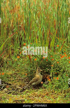 skylark eurasien (Alauda arvensis) adulte avec jeune exigeant, nichent sous Scarlet Pimpernel, Norfolk, Angleterre, Grande-Bretagne Banque D'Images