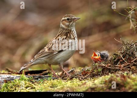 Wood Lark (Lullula arborea) adulte au nid avec poussins, région de conifères, Notinghamshire, Angleterre, Royaume-Uni Banque D'Images