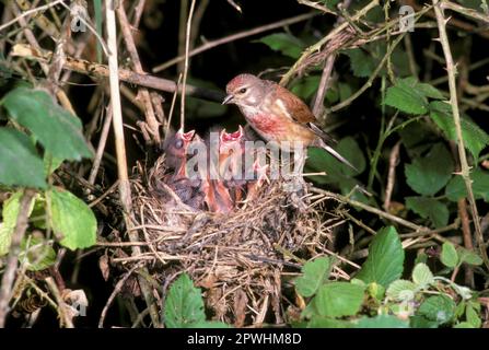 Linnet (Acanthis cannabina) gros plan, mâle au nid nourrissant les jeunes Banque D'Images