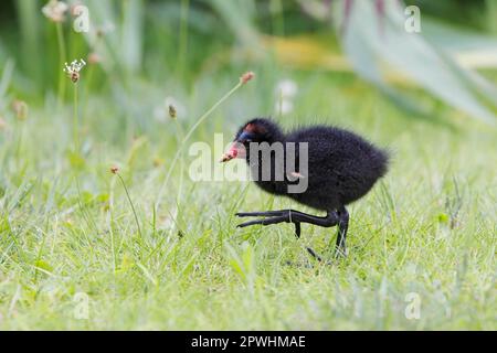 Moorhen, moorhens communs (Gallinula chloropus), moorhens à pieds verts, Rallen, animaux, oiseaux, Poussin commun de moorhen, marche sur l'herbe, Angleterre, Unis Banque D'Images